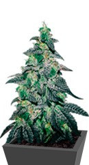 Golosa fem (Delicious Seeds)