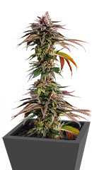 Kush Mintz fem (Barney's Farm) семена конопли