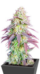 Lemon Orange fem (Green House Seeds) семена конопли