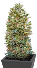 Auto Bubble Gum fem (00 Seeds)