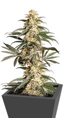 Black Lebanon fem (Dutch Passion)