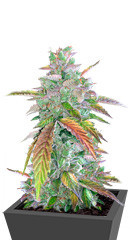 Bruce Banner Auto fem (Cali Buds Seeds)