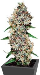 Critical + 2.0 Autoflowering fem (Dinafem Seeds)