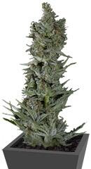 Critical Plus Auto fem (Trikoma Seeds)