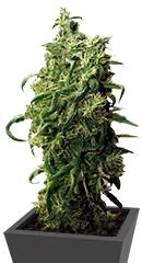 Dark Delight fem (Dutch Passion)