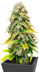 Fat Banana fem (RQS)