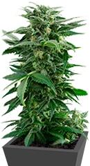 Haze XXL Autoflowering fem (Dinafem Seeds)