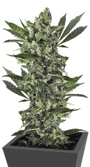 Med GOM 1.0 auto fem (Grass-O-Matic)