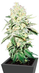 No Name fem (Medical Seeds)