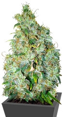 Northern Light X Skunk fem (World of Seeds)