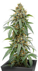 Papaya Zoap F1 Fast Version fem (Sweet Seeds)