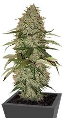 Papaya fem (Nirvana Seeds)