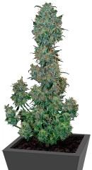 Sweet Special Auto fem (Sweet Seeds)