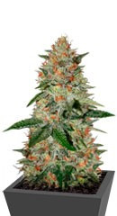 Купить семена конопли Delicious Candy Early Version