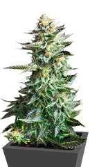 Amnesia Haze fem (RQS)