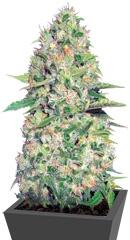 Auto Jack Hair fem (Bulk Seed Bank)