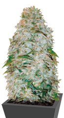 Auto AK-77V fem (Victory Seeds)