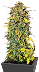 Black Jack Auto fem (Sweet Seeds)