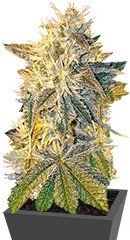 CBD Kong's Kush fem (Sumo Seeds)