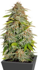 Papa's Candy fem (Eva Seeds)