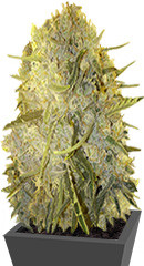 Cinderella's fem (Sumo Seeds)
