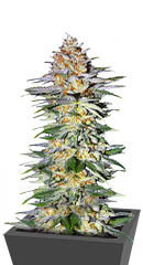 Alpha 21 fem (AlphaFem Seeds) семена конопли