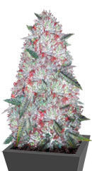 Auto Chocodope fem (Victory Seeds)