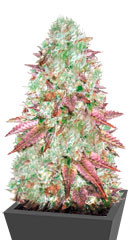 Auto NHL Diesel fem (Victory Seeds)