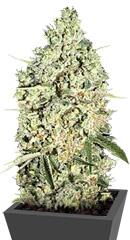 Auto Critical fem (Bulk Seed Bank)