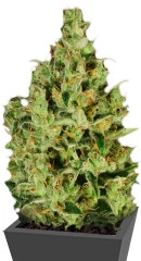 Delahaze fem (Paradise Seeds)
