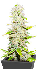 Gorilla Blue fem (Advanced Seeds)