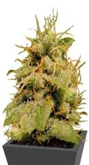 Kal-X regular (TH Seeds)