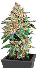 Skunk XXX regular (TH Seeds)