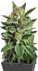 Big Bud (Snow White) regular (Nirvana Seeds)