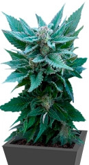 The Church fem (GHS)