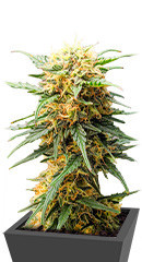 Auto Fire DOG fem (Advanced Seeds)