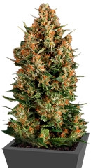 Auto Wembley fem (Pyramid Seeds)