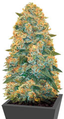 Auto Blow Dream fem (Victory Seeds)