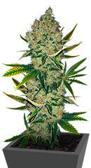 Easy Runtz Autoflower fem (Easy Grow Seeds)