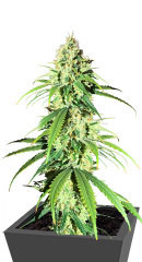 Glue Sherbert fem (AlphaFem Seeds) семена конопли