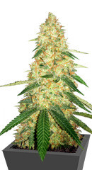 Gorilla Glue # 4 fem ( Cali Buds Seeds) семена конопли