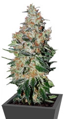 NYC Diesel (Ice Cool) fem (Sweet Seeds)