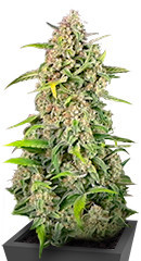 Jealousy Z XL Auto fem (Sweet Seeds) семена конопли