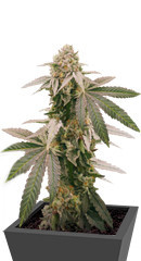 Mimosa Shot fem (Herbies Seeds) семена конопли