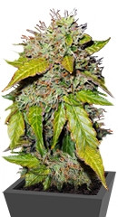 Northern Lights Automatic fem (Nirvana Seeds)