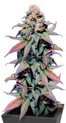 Rainbow Melon fem (FastBuds) семена конопли