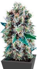 Bubble Kush Automatic fem (RQS)