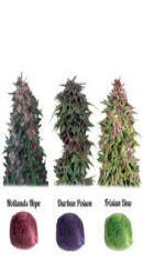 Colour Mix 2 fem (Dutch Passion)