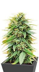 Deepforest Super Auto fem (Doctor's Choice)