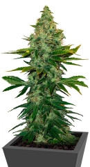 Liberty Haze fem (Barney's Farm) семена конопли